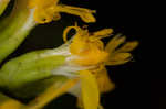 Ouachita Mountain goldenrod